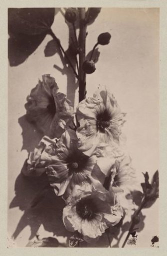 Flower Still Life with Hollyhock