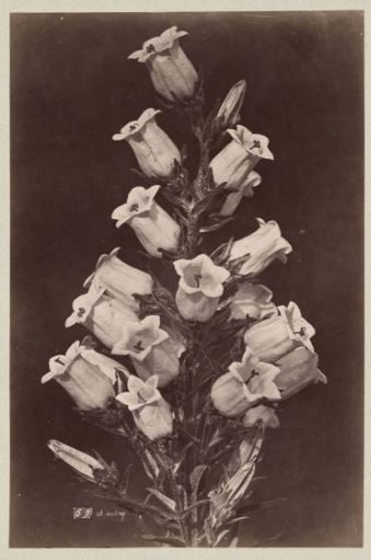 Still life with campanulas
