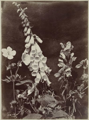 Still life with foxgloves