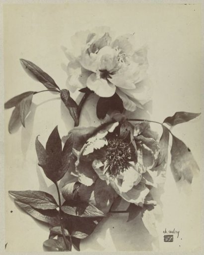 Still life with peonies