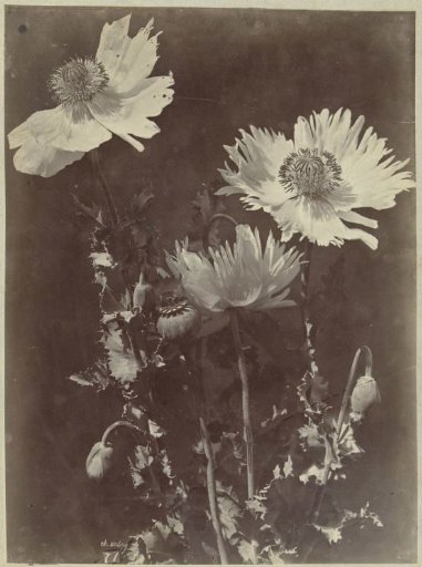 Still life with poppies