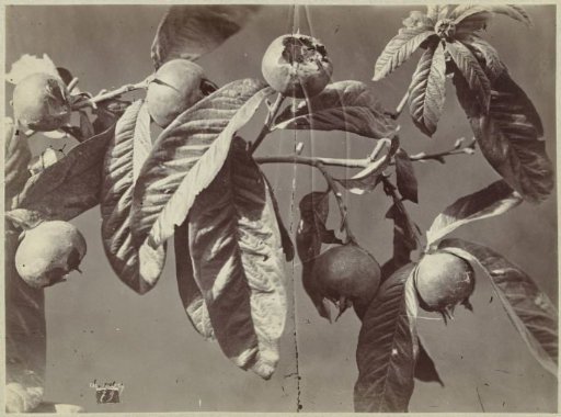 Still life with medlars