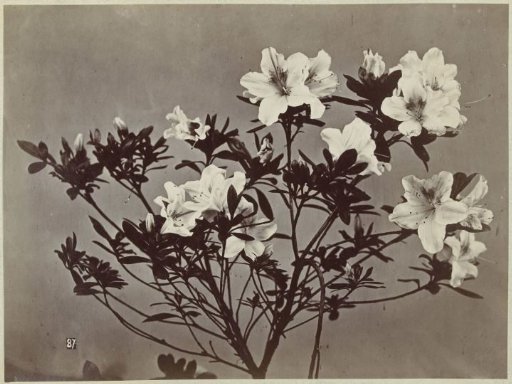 Still life with lilies
