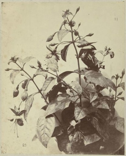Still life with fuchsias