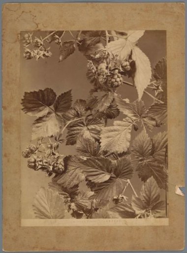 Detail of a raspberry bush
