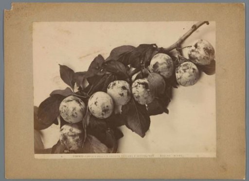 Branch with Plums