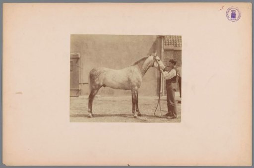 Man with a spotted horse in a courtyard