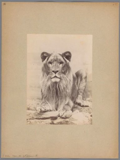 Lion