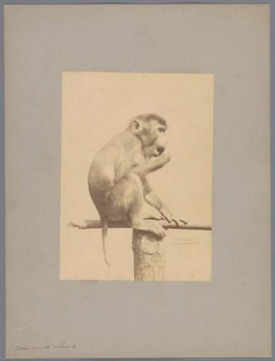 Monkey putting something in its mouth with a stick