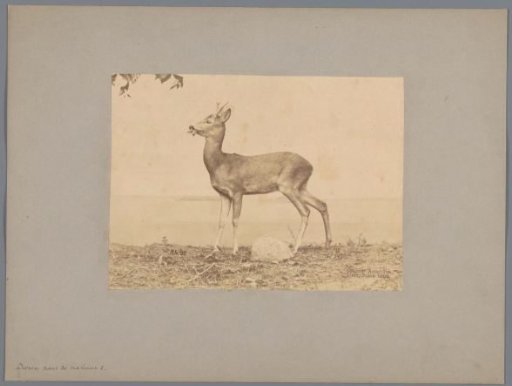 Roe deer with leaves in its mouth