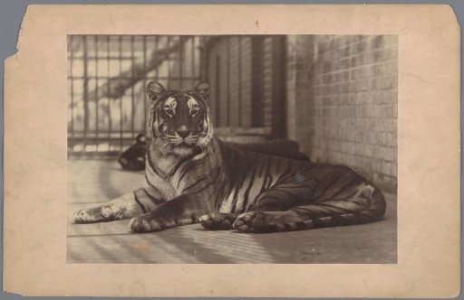 Tiger in a zoo