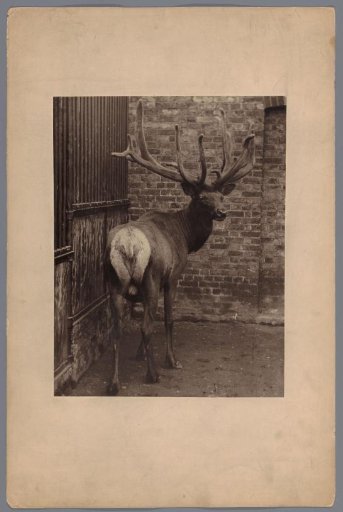 Stag with antlers in a zoo
