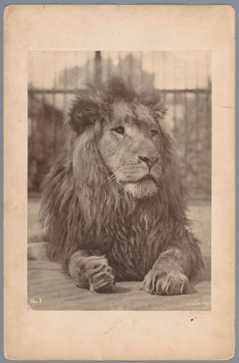 Lion in a zoo in London