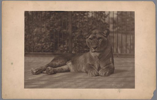 Lioness in a zoo in London
