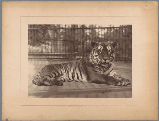 Tiger in a zoo