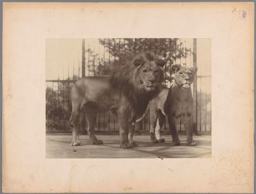 Lion and lioness in a zoo in London