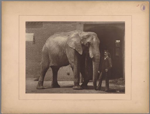 Elephant with a keeper in a zoo in London