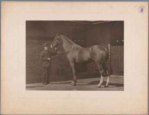 Man with a horse