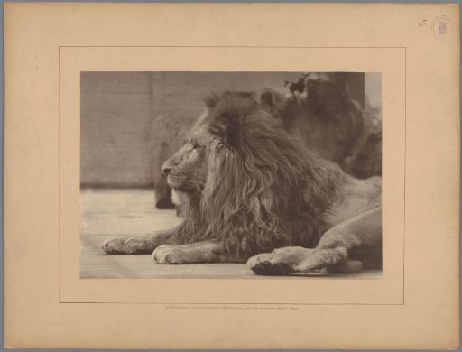 Lion in a zoo in London