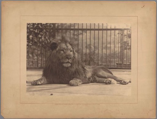Lion in a Zoo in London