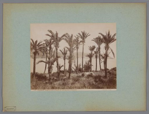 Palm trees near Bordighera and view of the bay of Ospedaletti, Italy
