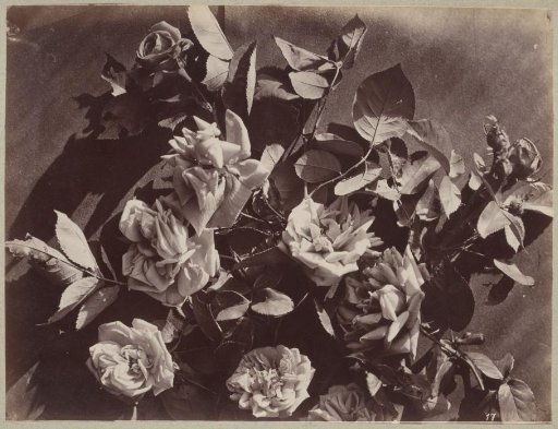 Flower Study