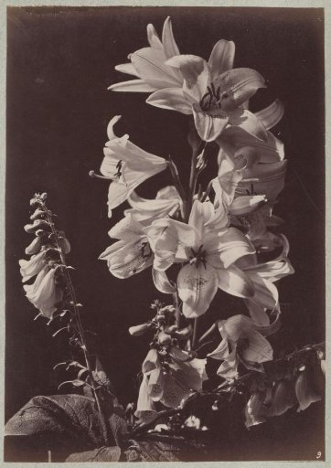 Flower Study with Lilies