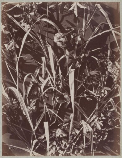 Flower Study with Twigs and Leaves