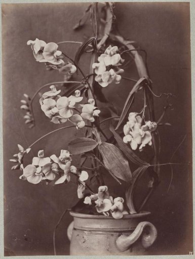 Flower Study in a Cologne Pot