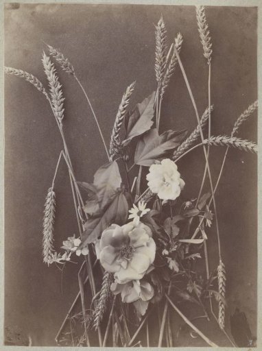 Flower Study with Ears of Corn