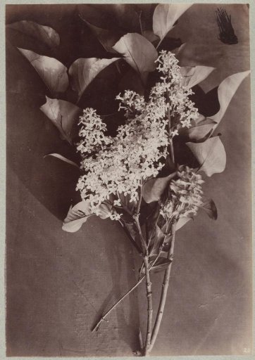 Studies of Plants and Grasses