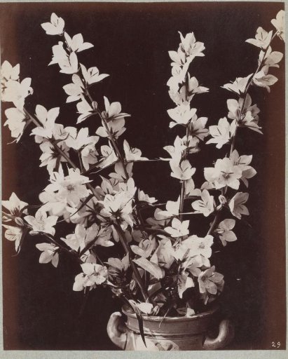 Flower Study with a Cologne Pot