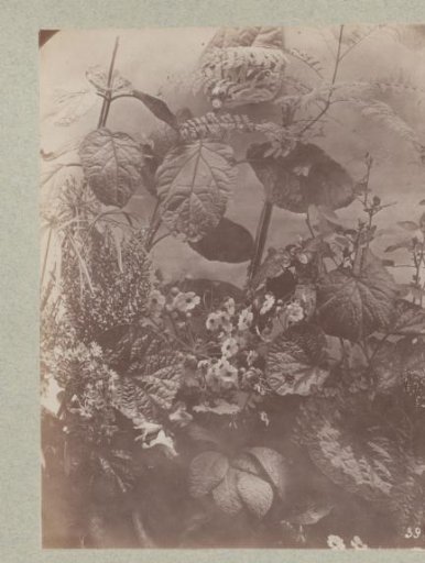 Flower Study