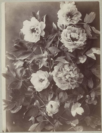 Flower Study