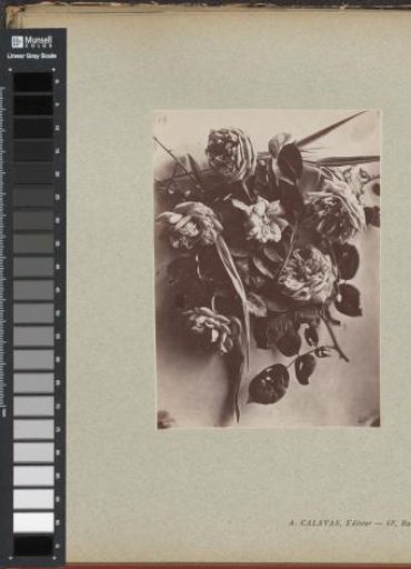 Flower Study