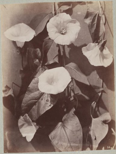 Flower Study