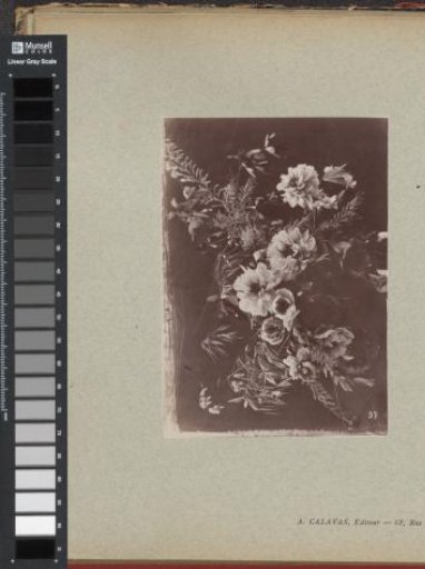 Flower Study