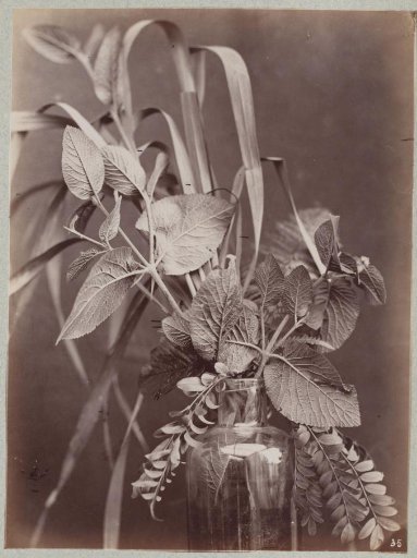 Studies of Plants and Grasses