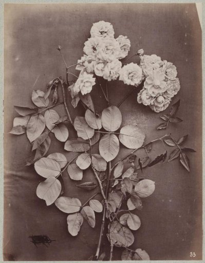 Flower Study with Twigs and Leaves