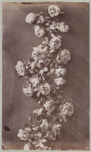 Flower Study