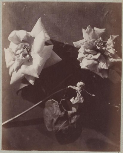 Flower Study