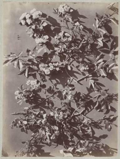 Flower Study with Blossoming Branches