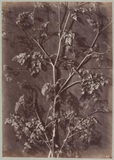 Studies of Plants and Grasses
