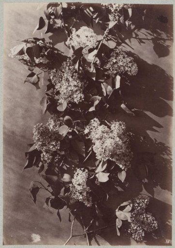 Flower Study with Branches