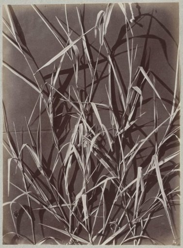 Studies of Plants and Grasses