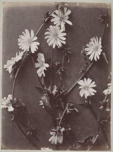 Flower Study
