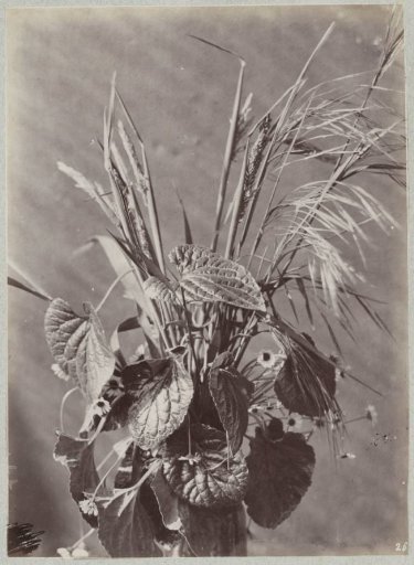 Flower Study with Leaves and Ears of Grain