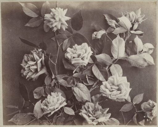 Flower Study