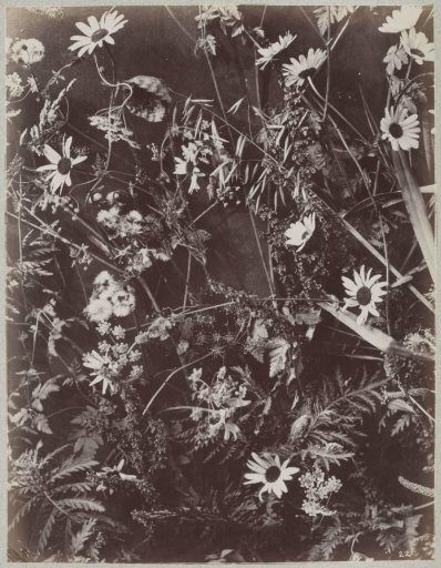 Studies of Plants and Grasses