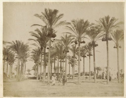 Family in a palm garden